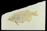 Bargain, Phareodus Fish Fossil - Uncommon Fish #131523-1